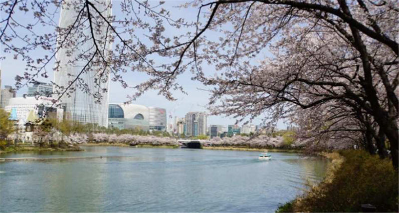 한국 서울 강남 벚꽃 투어 가격 추이 뜨거운청춘 한국 서울 강남 벚꽃 투어 - 최저가 86,940원