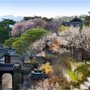 한국   [2023 벚꽃 투어] 강북구 반나절 투어 | 서울 솔직 후기 | 실사용자 리뷰 분석 - 상품 이미지 2