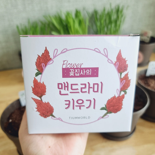 촛불 맨드라미 키우기 씨앗 재배 키트 이미지 6