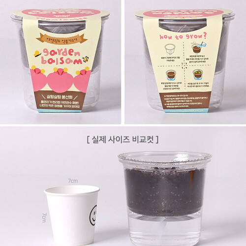 봉선화 씨앗 키우기 투명화분 저면관수 식물키트 이미지 8