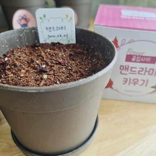 촛불 맨드라미 키우기 씨앗 재배 키트 - 상세 이미지 5