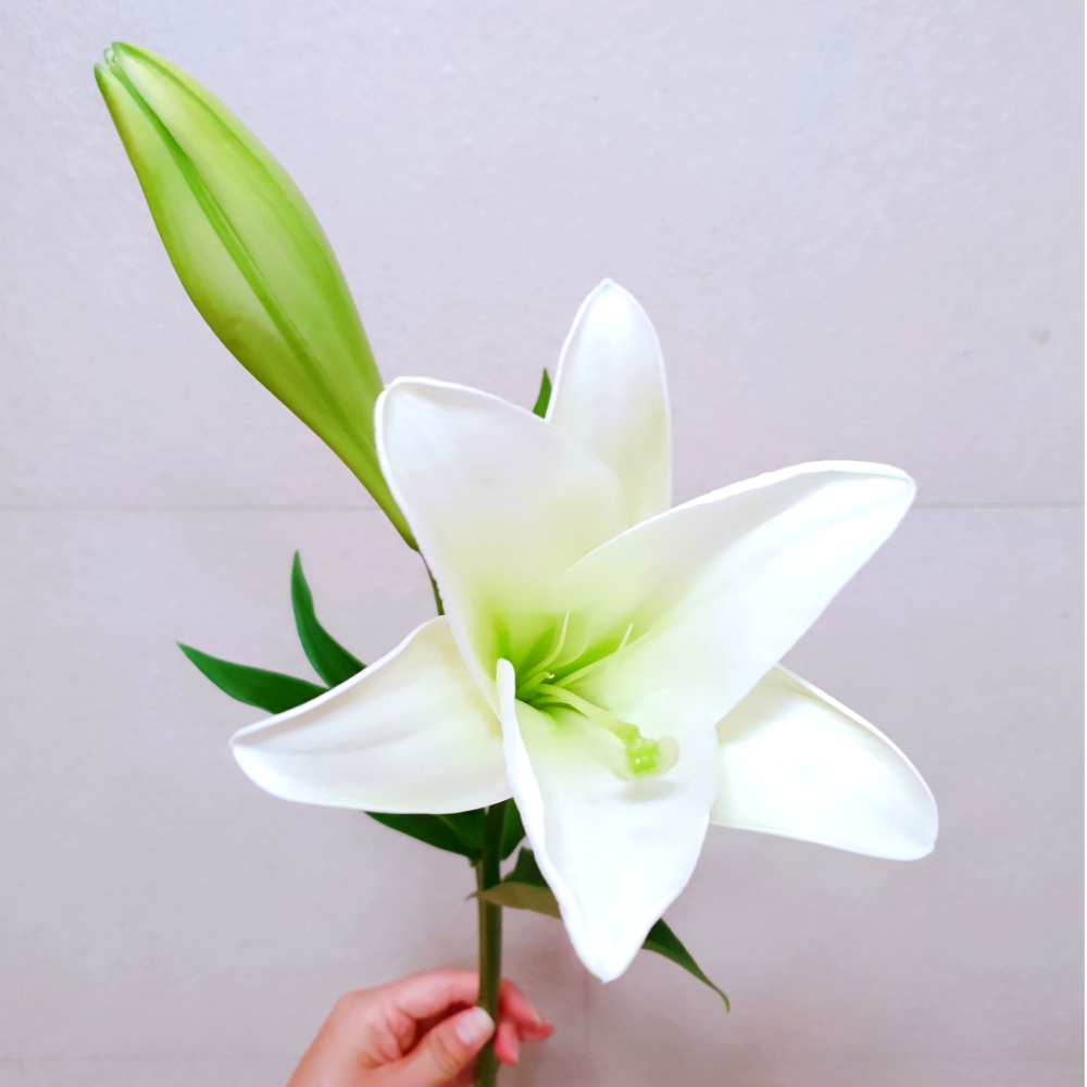 백합 꽃 우리타워 3줄기 우아한 생화 꽃다발 배송 택배 배달 싼곳 양재꽃시장 꽃선물 - 상세 이미지 4