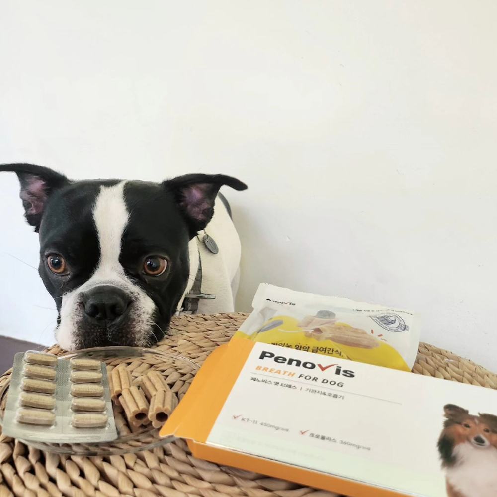 페노비스 강아지 기관지 영양제 기침 면역 호흡기 협착증 켁켁거림 30캡슐, 1개 - 상세 이미지 4
