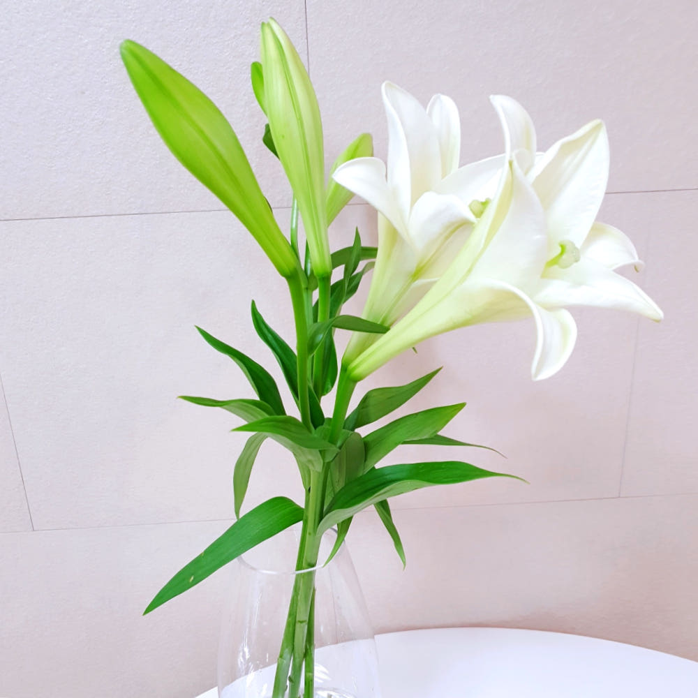백합 꽃 우리타워 3줄기 우아한 생화 꽃다발 가격 비교 루담하우스 백합 꽃 우리타워 3줄기 우아한 생화 꽃다발