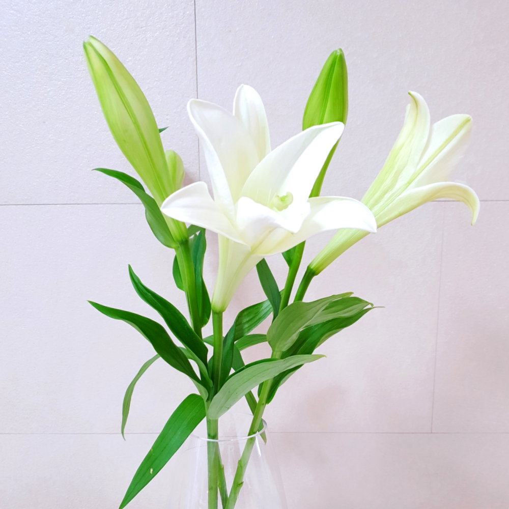 백합 꽃 우리타워 3줄기 우아한 생화 꽃다발 배송 택배 배달 싼곳 양재꽃시장 꽃선물 - 상세 이미지 2