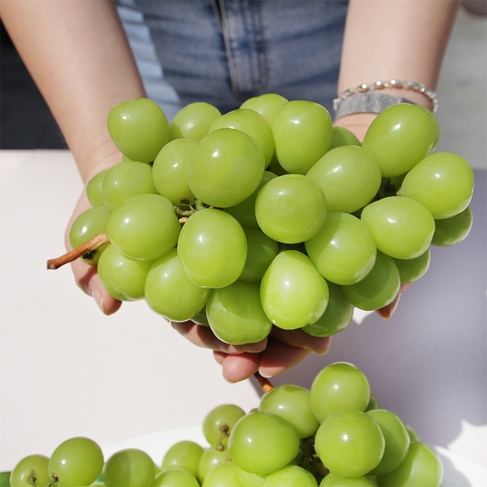 샤인머스켓 2kg(망고포도) 3수,4수 - 상세 이미지 3
