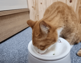 고양이유산균 페노비스 변비 설사 면역력 임상원료 신장영양제 30포, 1개