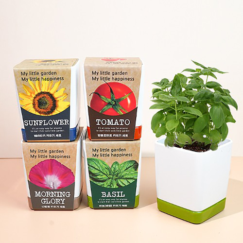 방울토마토 바질 해바라기 키우기 1세트+1세트