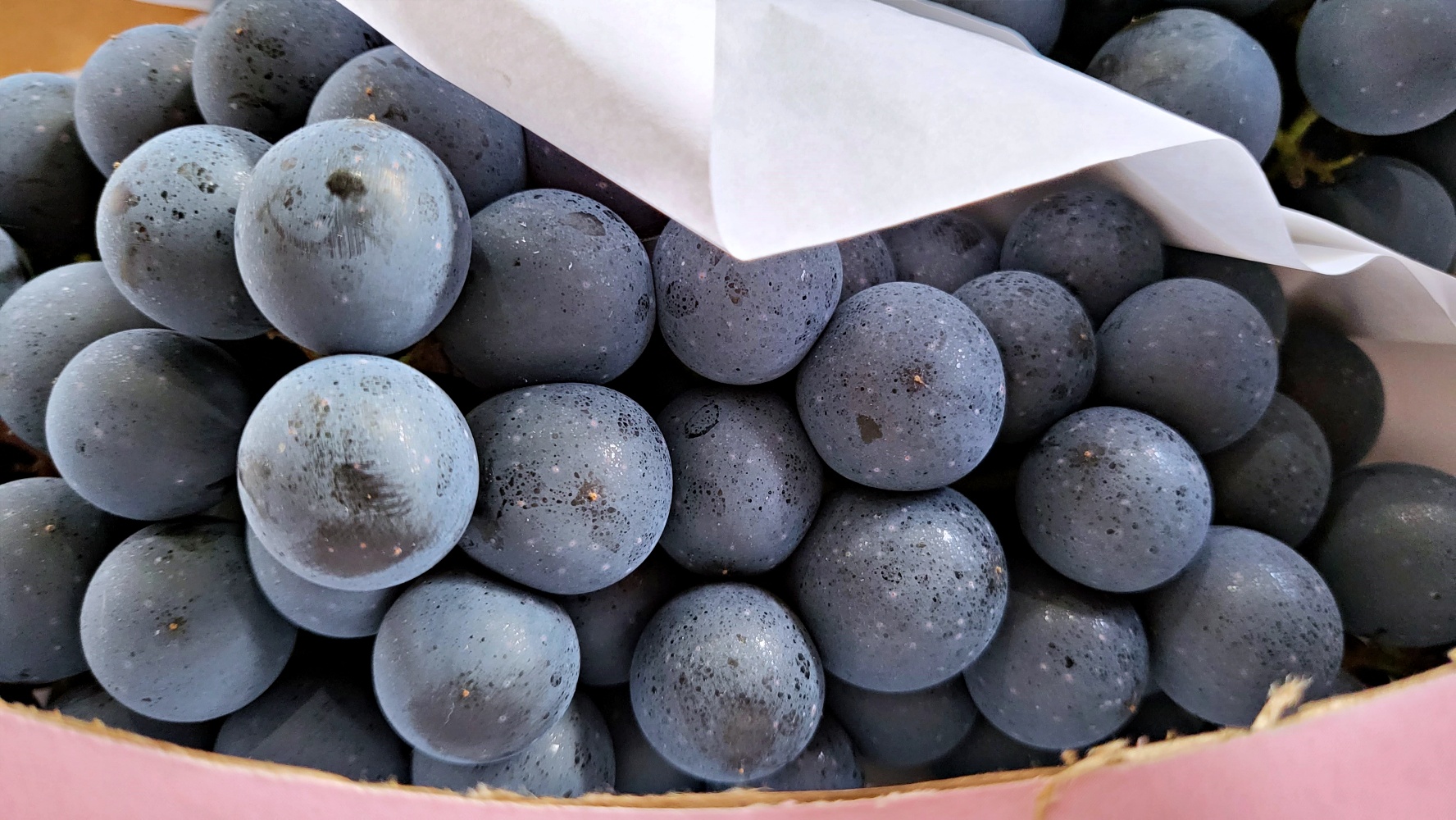 머루포도 1kg 2kg 3kg 경산 영천 영동 - 상세 이미지 3