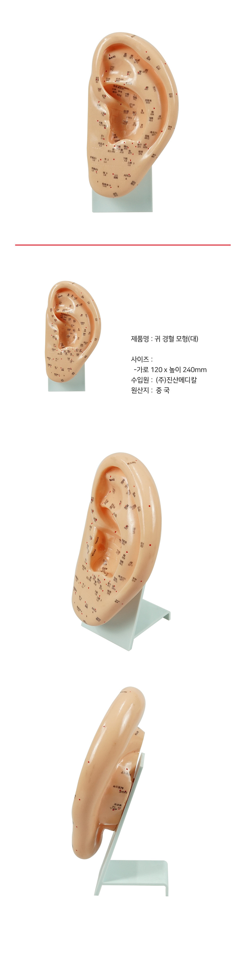 인체모형 귀 경혈 모형 침술 경락 해부 침자리 혈자리 한의원 한의학 실습 교육 대형 - 상세 이미지 4