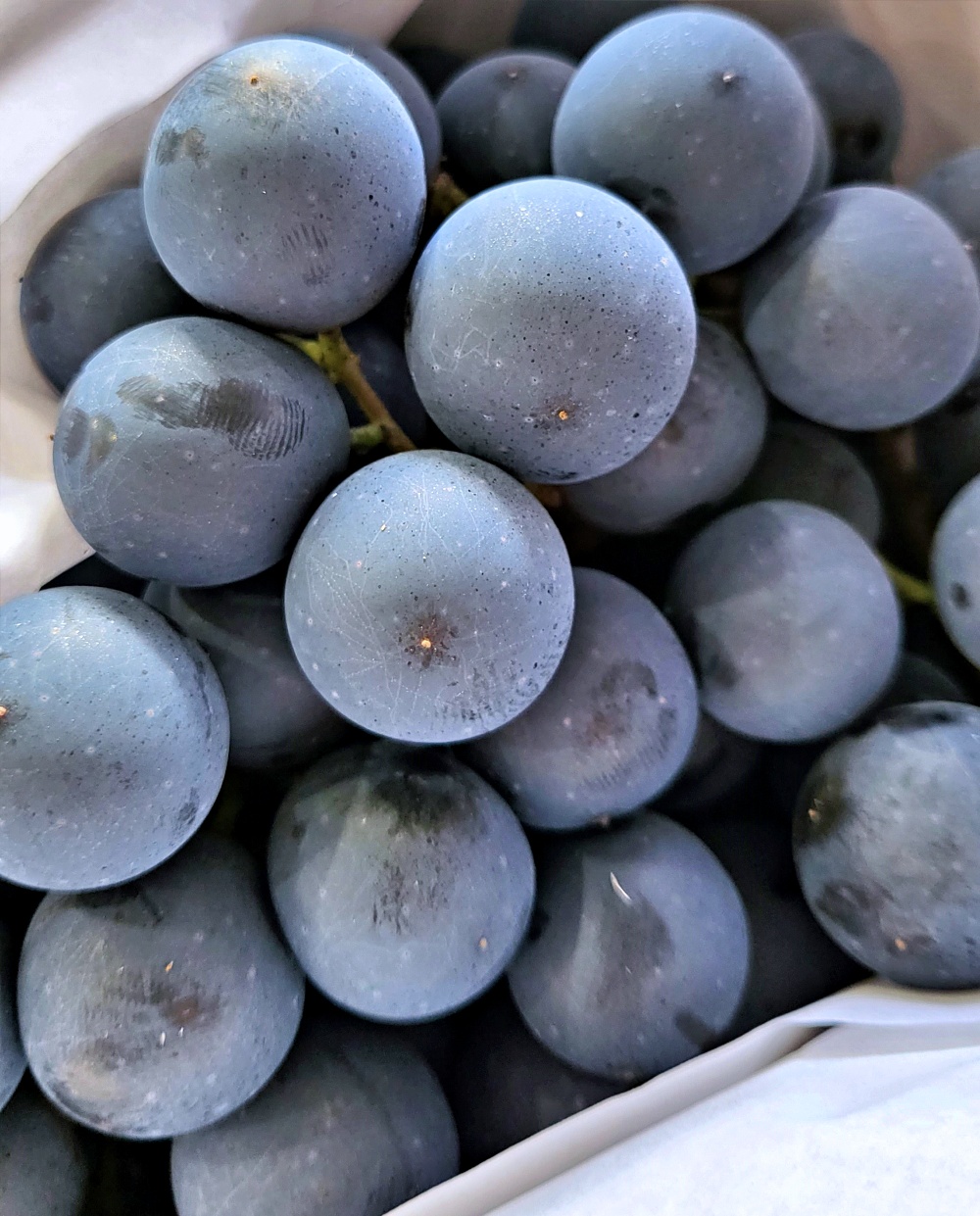 머루포도 1kg 2kg 3kg 경산 영천 영동 - 상세 이미지 4