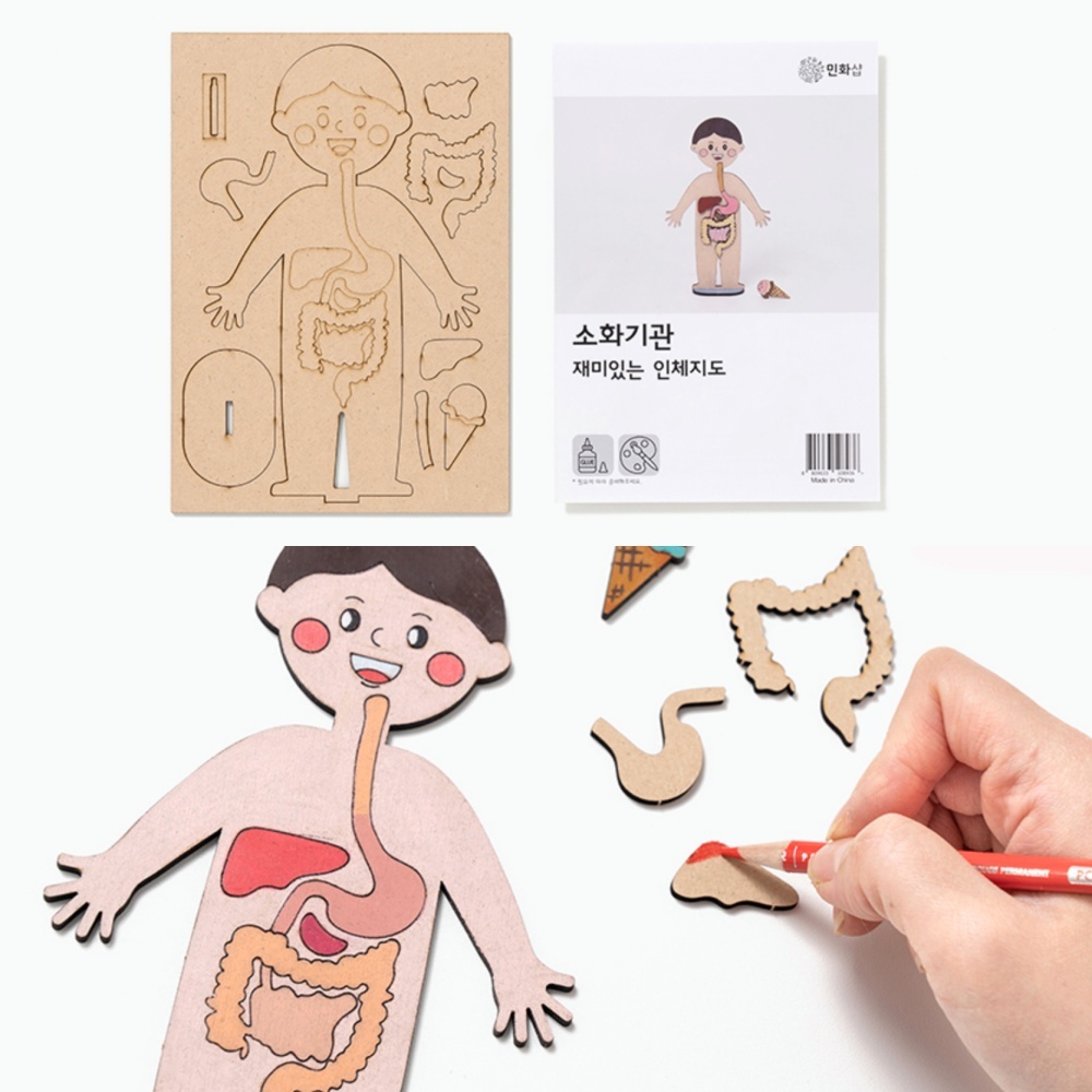 초등과학인체모형 미술놀이키트인체교육 교육용초등미술소화기관모형 - 상품 이미지
