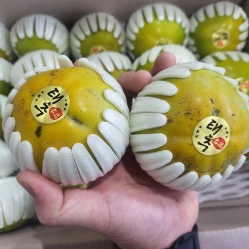 고당도 태추단감 햇 배 대추 부유 단감 대과 3kg 5kg - 상세 이미지 5