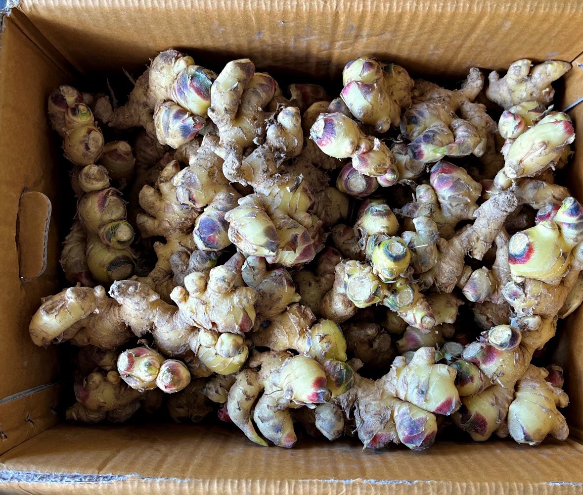 흙생강 봉화 영주 소백산 햇생강 500g 1kg 2kg 비세척 세척 가정용 특품 - 메인 이미지