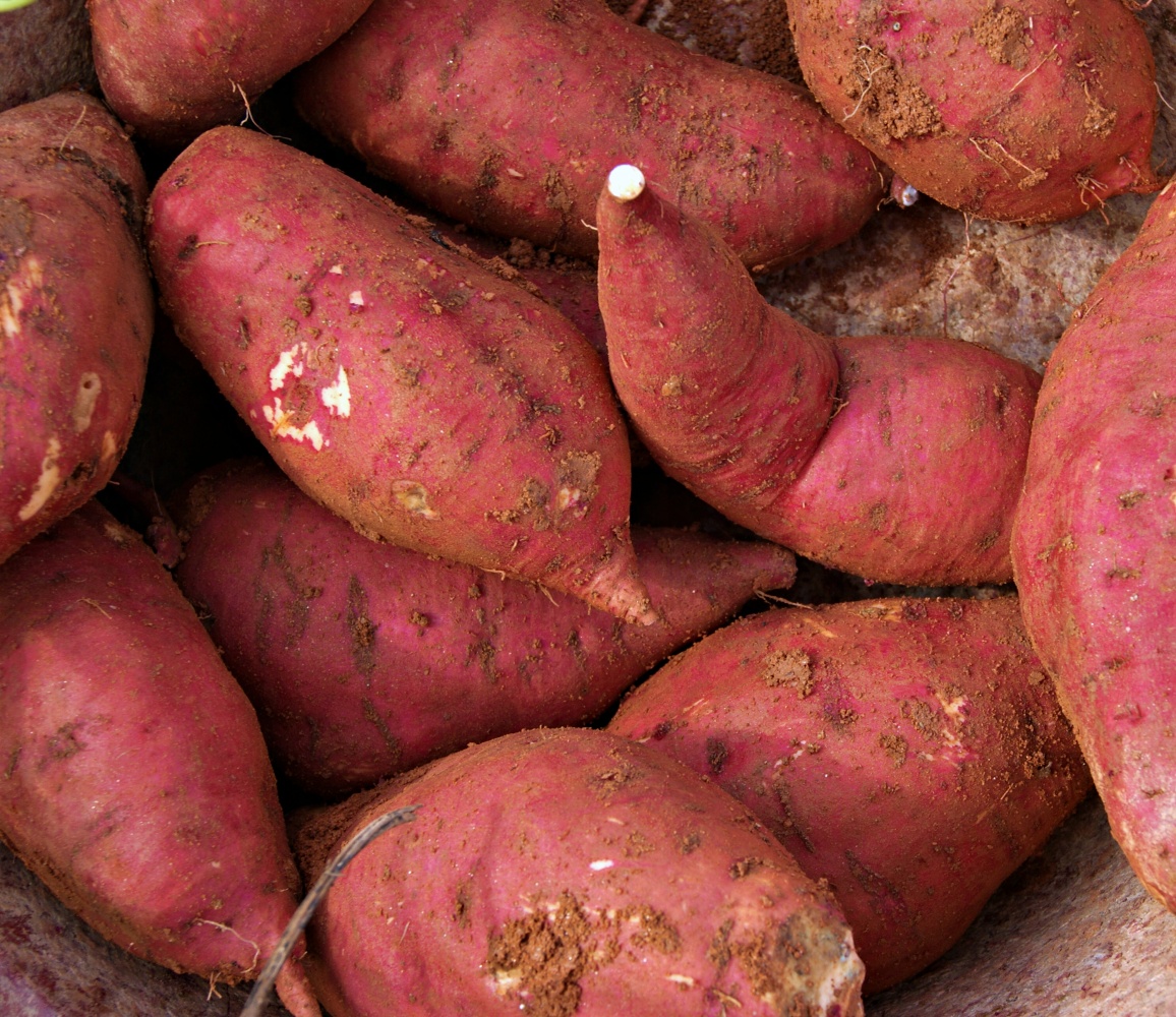 베니하루카 해남고구마 세척 꿀고구마 3kg 5kg 10kg 한입 중 특상 대