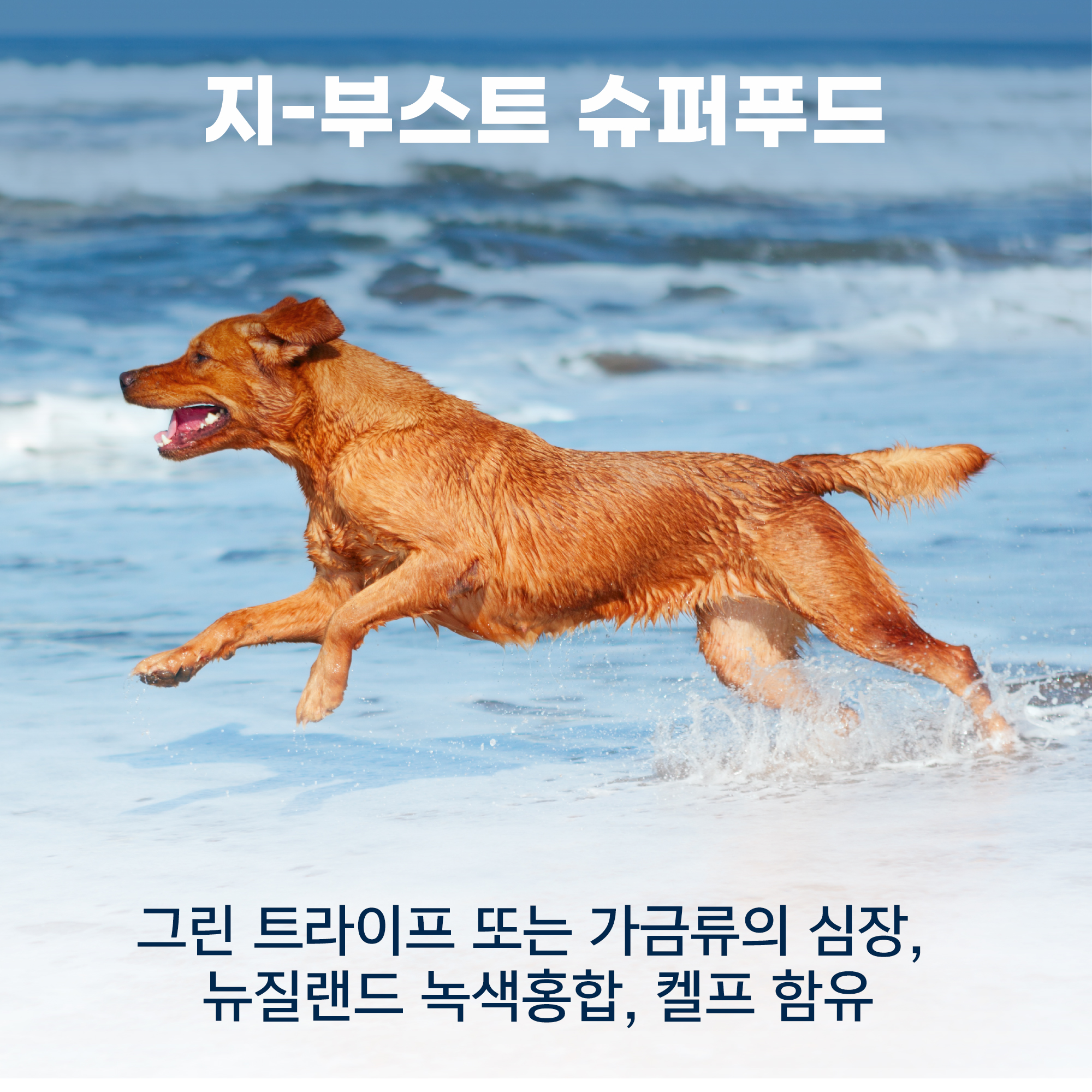 지위픽 오리지널 에어드라이 독 사료 트라이프+양고기, 1kg, 1개 이미지 6
