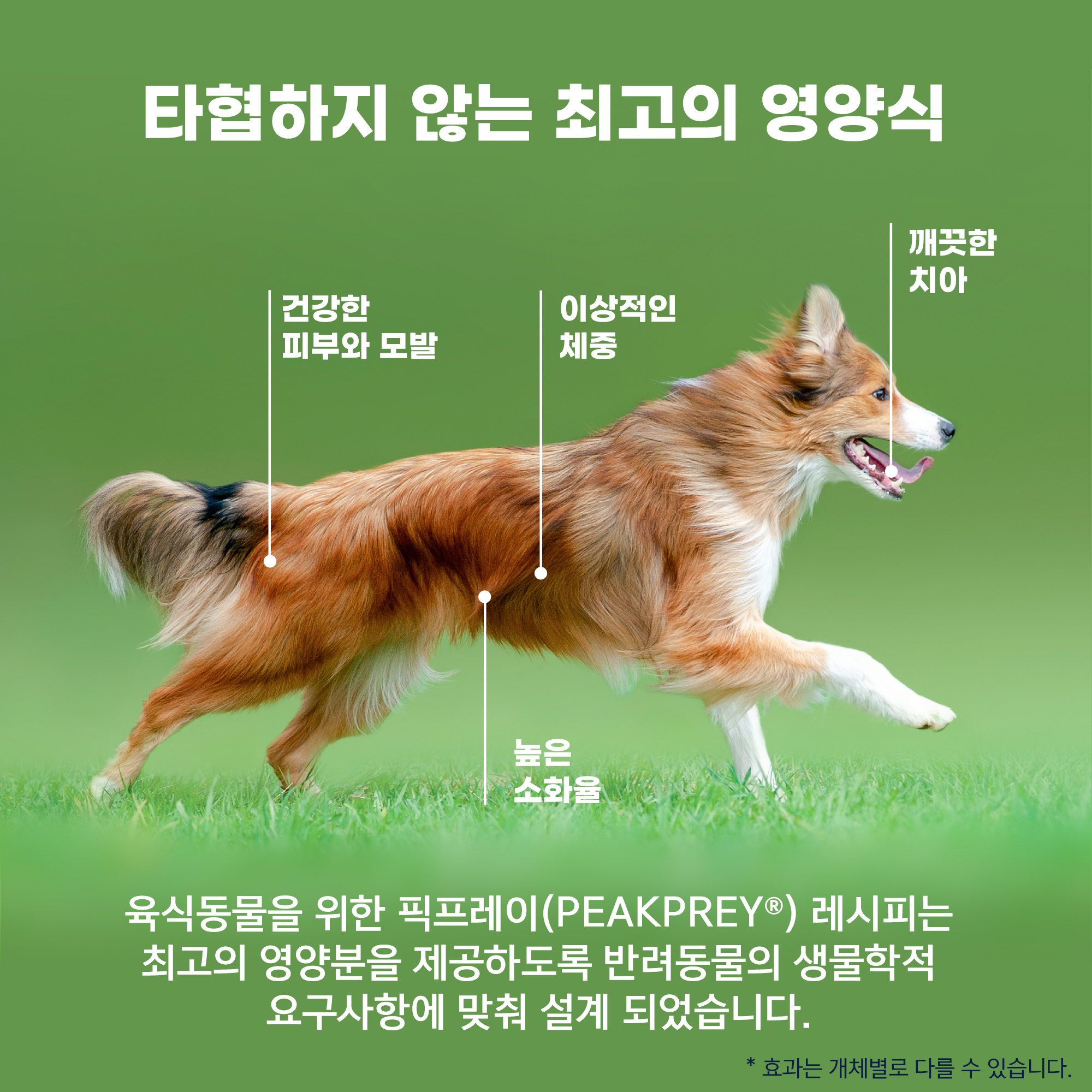 지위픽 오리지널 에어드라이 독 사료 트라이프+양고기, 1kg, 1개 - 상세 이미지 5