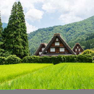 일본 시라카와고(白川郷) + 고카야마 아이노쿠라(五箇山相倉) 코스 솔직 후기 | 실사용자 리뷰 분석 - 상품 이미지 3
