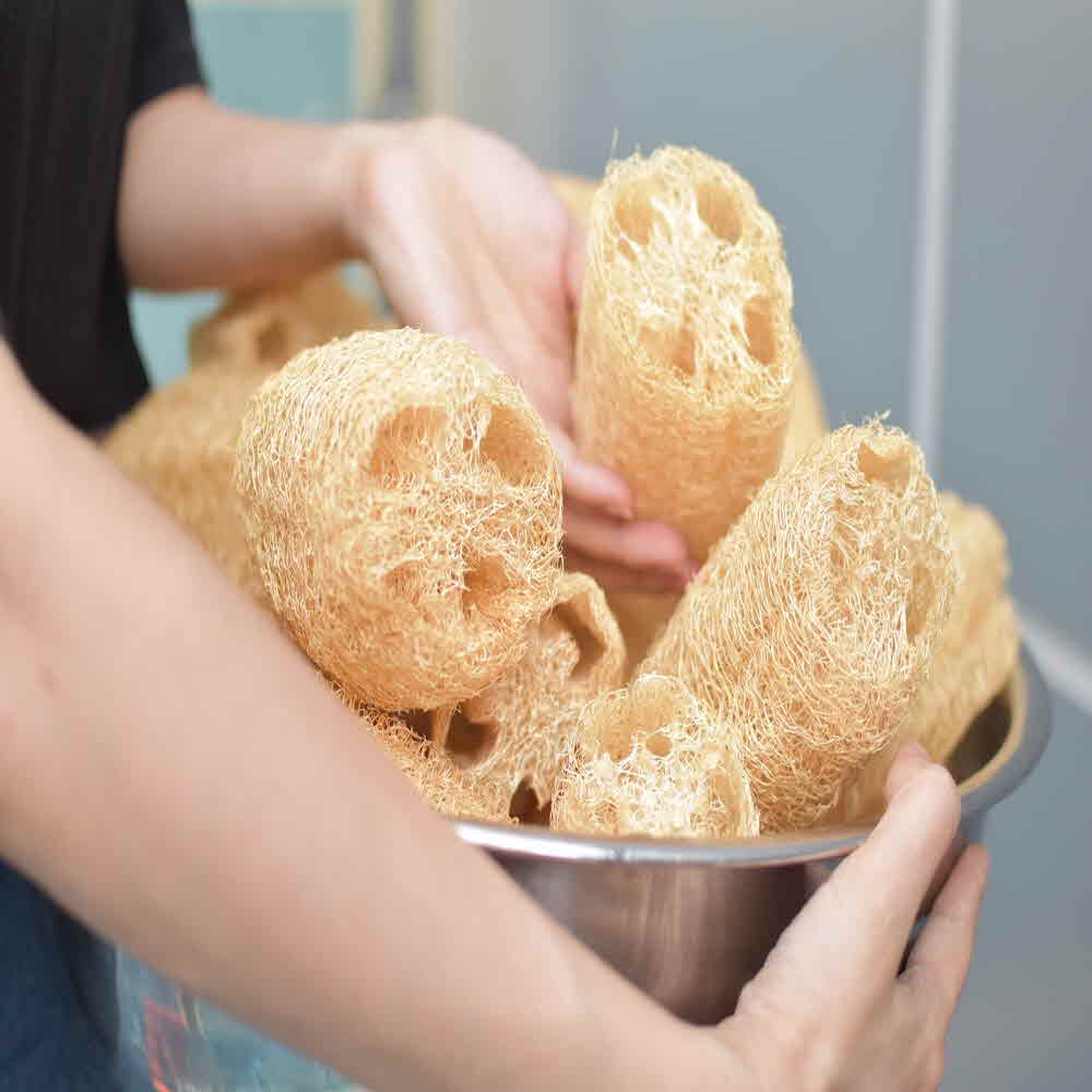 지구오필리아 루파 열매 수세미 주방 세척용 10~15cm - 상세 이미지 5
