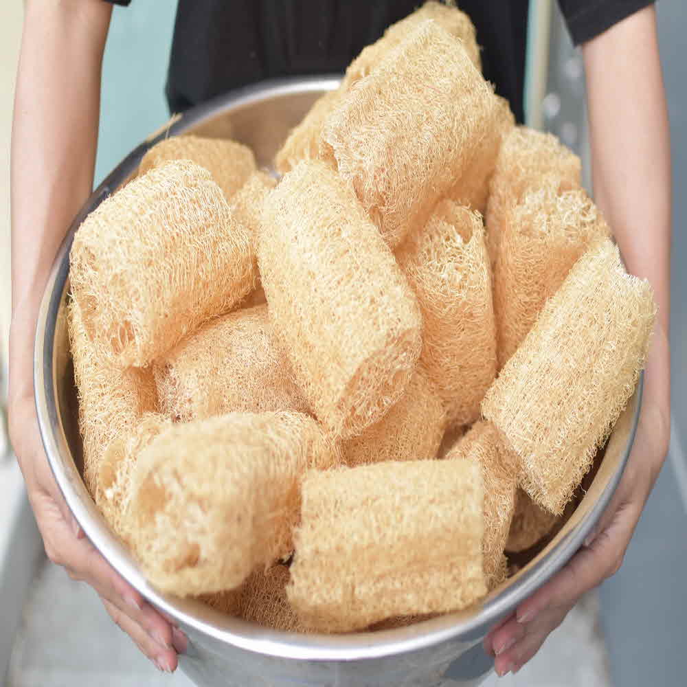 지구오필리아 루파 열매 수세미 주방 세척용 10~15cm - 상품 이미지