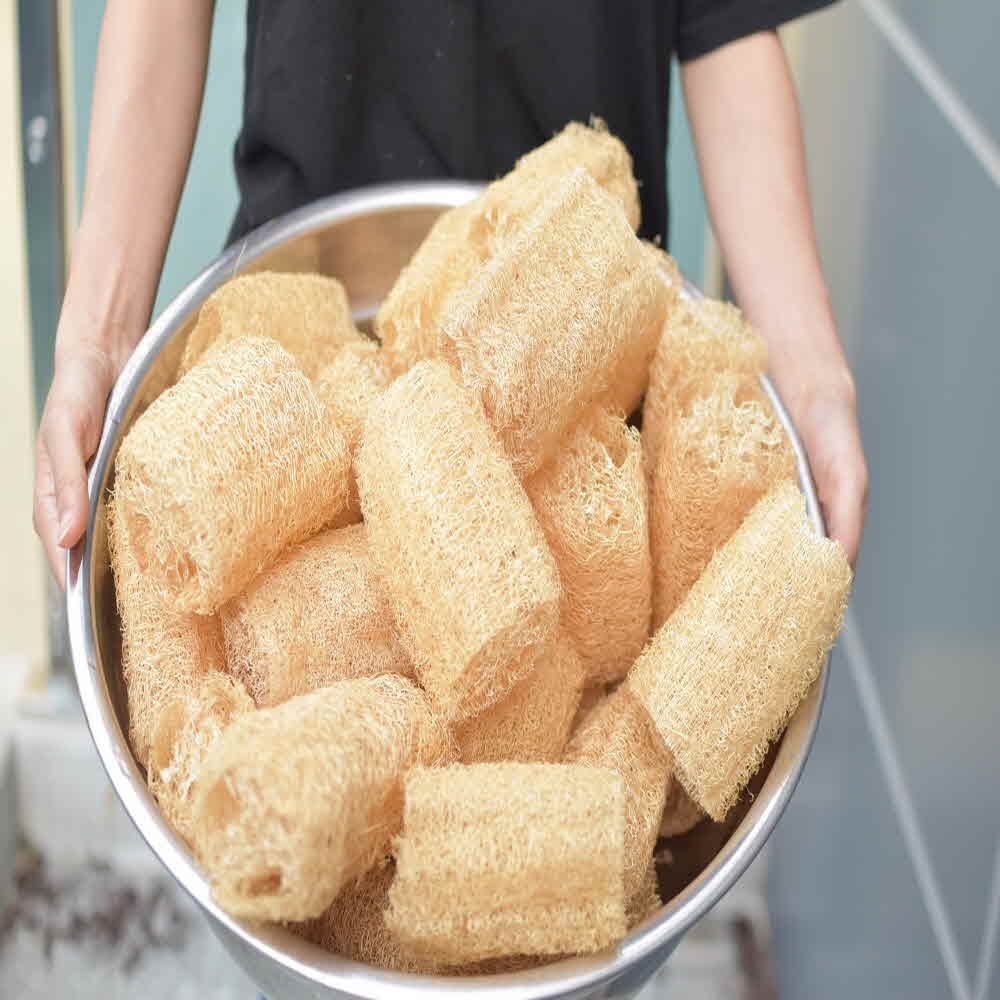 지구오필리아 루파 열매 수세미 주방 세척용 10~15cm - 상세 이미지 4