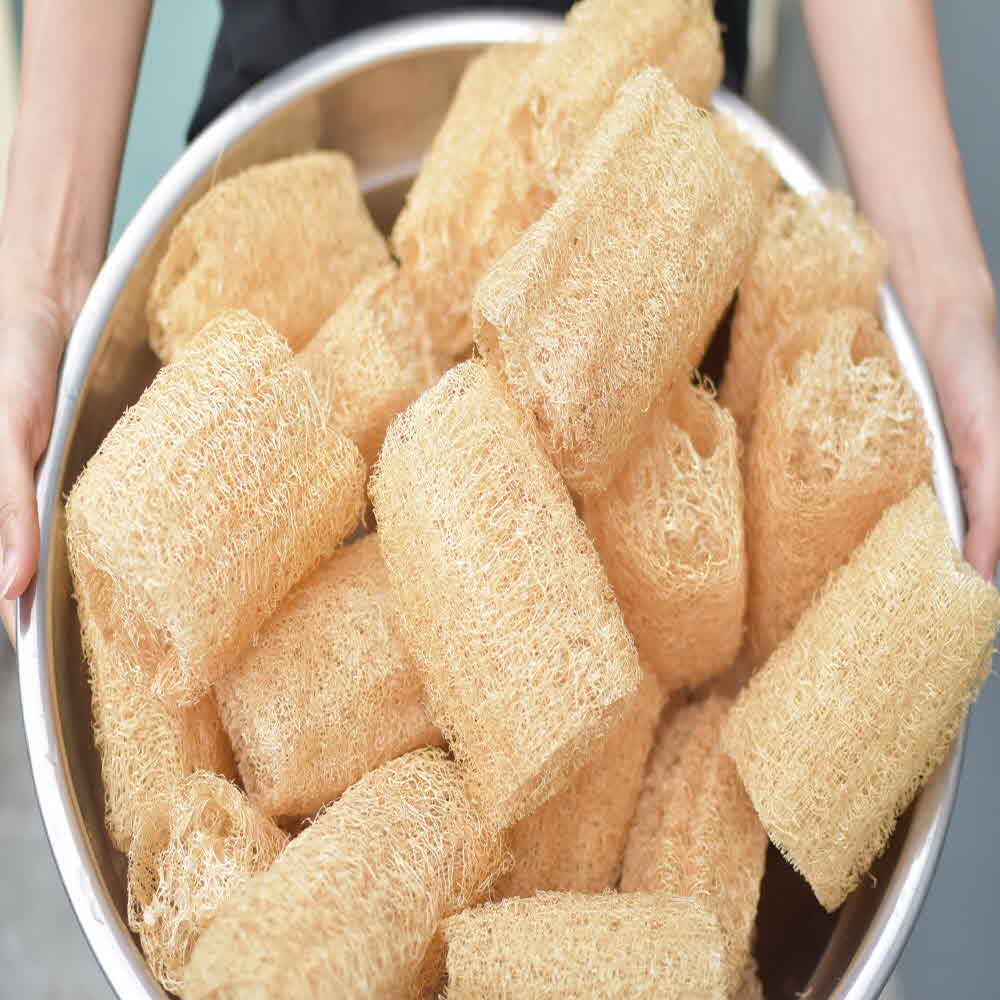 지구오필리아 루파 열매 수세미 주방 세척용 10~15cm - 상세 이미지 2