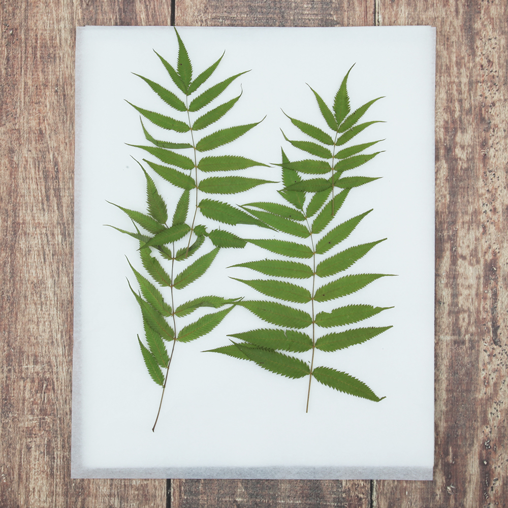 오쿠 꽃 건조매트 압화 건조기 식품건조기 과일건조기