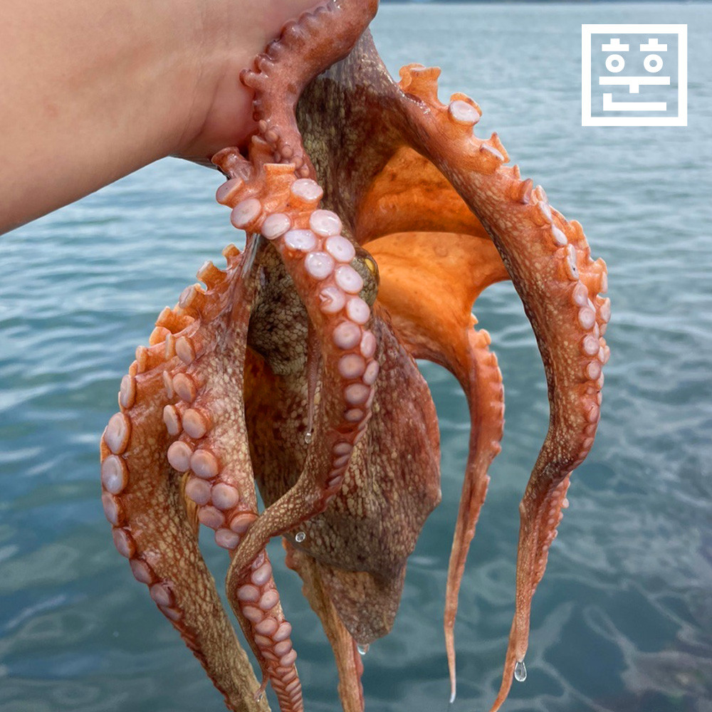 남해 활 돌문어 1kg 자연산 제수용 활문어