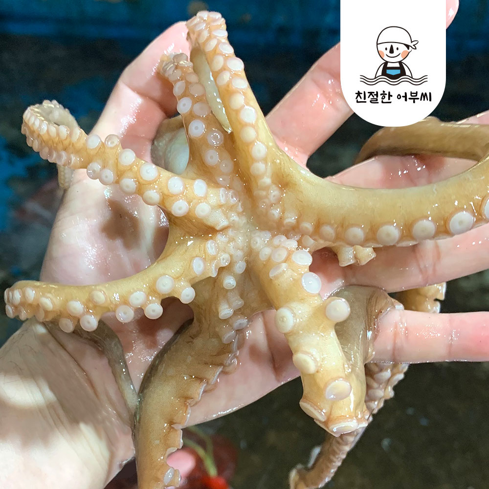 국내산 손질낙지 왕낙지 급냉 냉동 250g 350g 친절한어부씨 - 상세 이미지 2