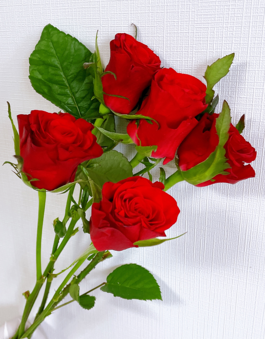 빨강장미 장미 레드 5송이 생화 꽃다발 꽃 배송 택배 배달 싼곳 양재꽃시장 꽃선물 - 상품 이미지