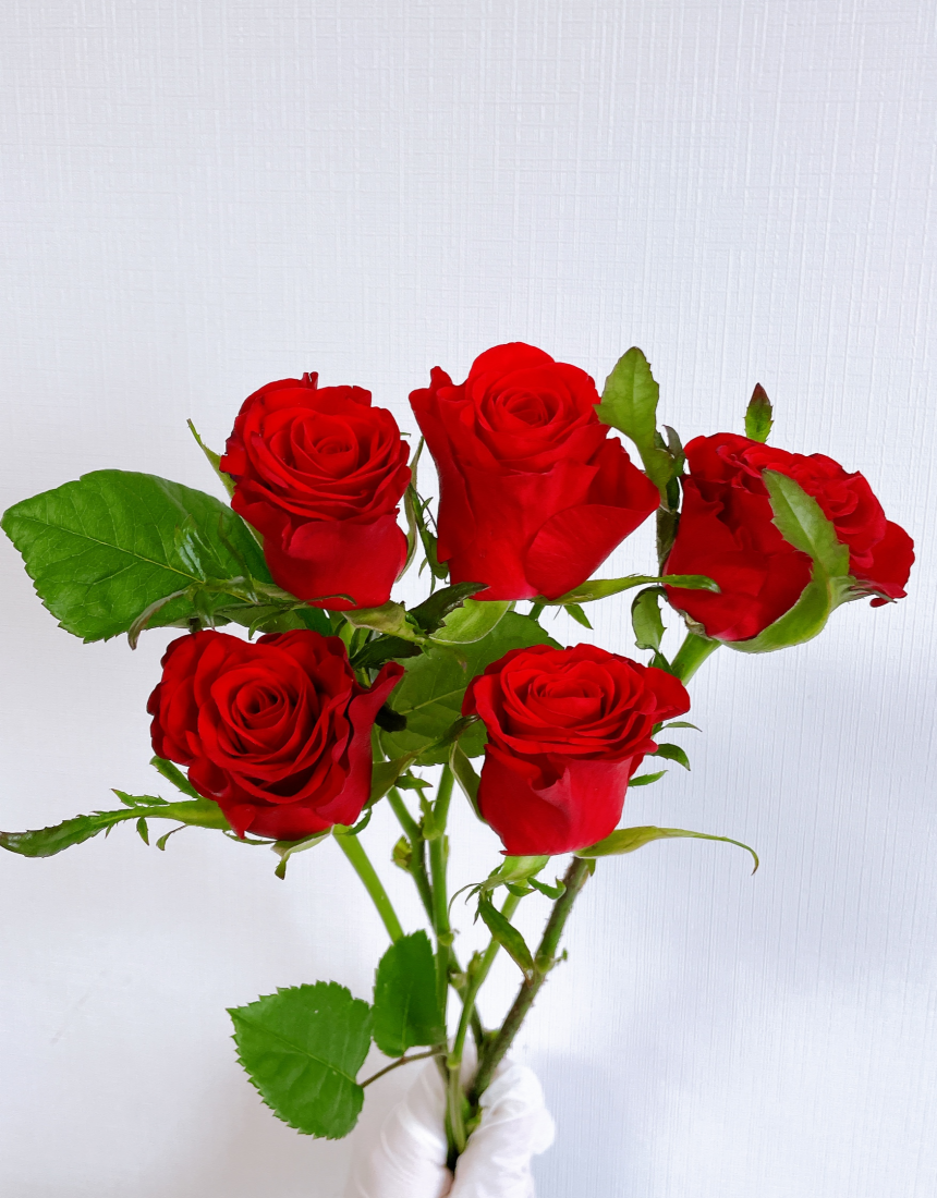 빨강장미 장미 레드 5송이 생화 꽃다발 꽃 배송 택배 배달 싼곳 양재꽃시장 꽃선물 - 상세 이미지 2