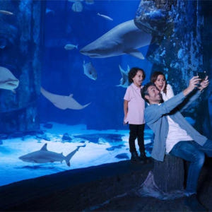 영국 런던 SEA LIFE 런던 아쿠아리움 입장권 솔직 후기 | 실사용자 리뷰 분석 - 상품 이미지 2