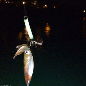 홍콩 빅토리아 하버 야간 오징어 낚시 체험 솔직 후기 | 실사용자 리뷰 분석 - 상품 이미지 4