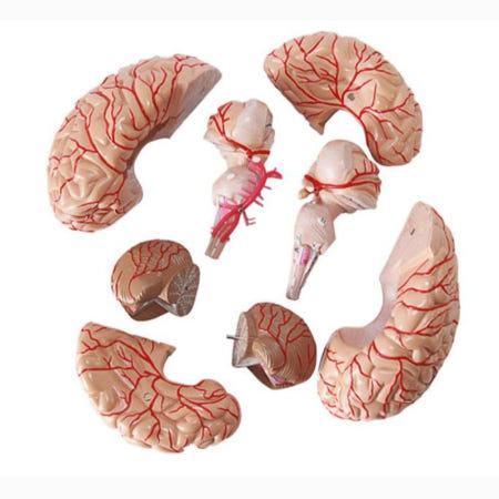 해부실습 수업용 뇌혈관모형 조립교구 세트 자연과학완구 우리뼈구조 의사역할놀이