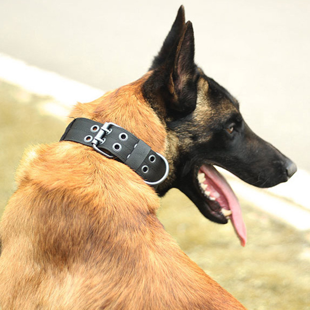 독스랩 강아지 목줄 중형견 대형견 목줄 진돗개 리트리버 M