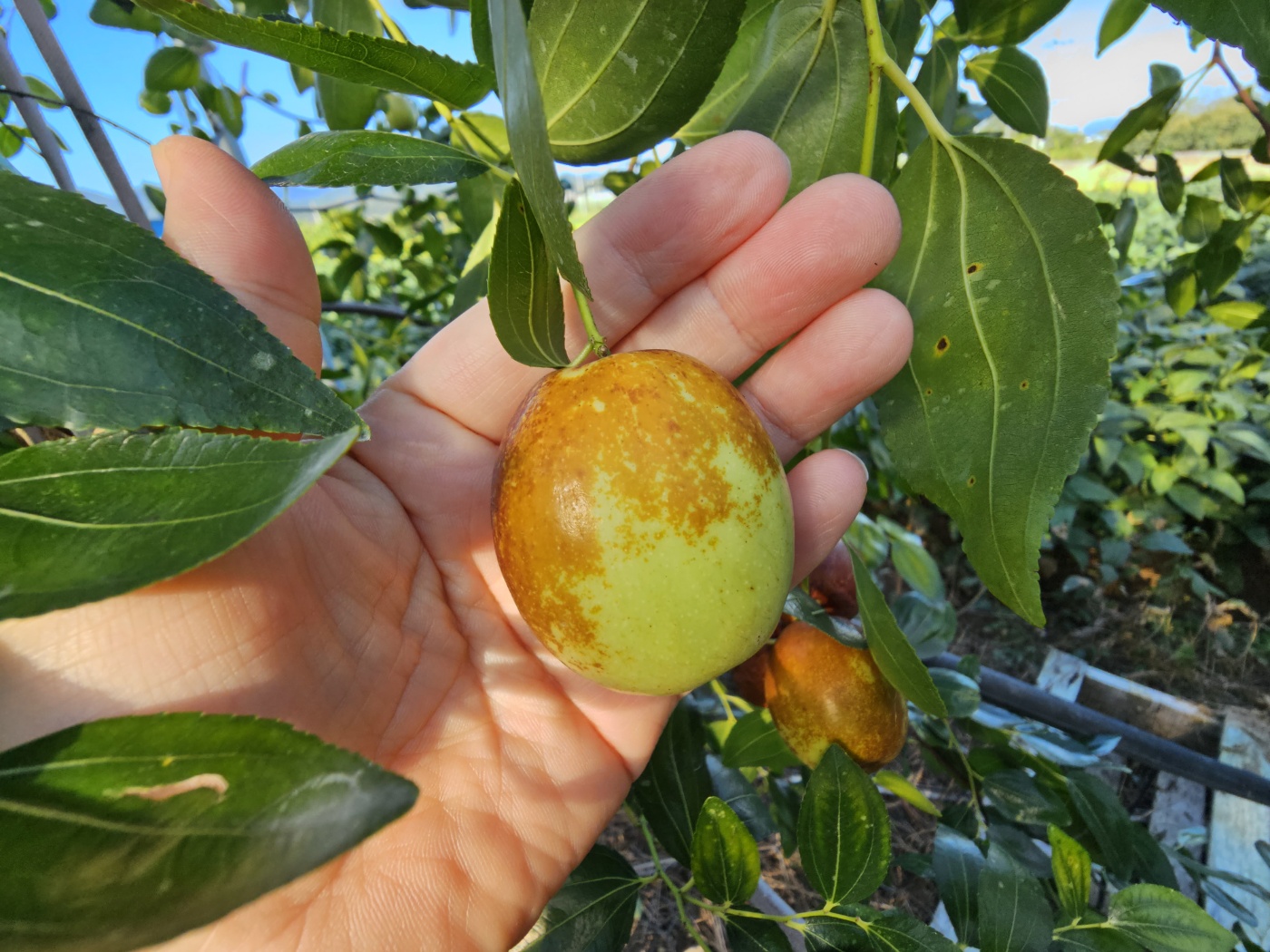 신선마켓 사과대추 왕대추 500g, 1개 - 상세 이미지 5