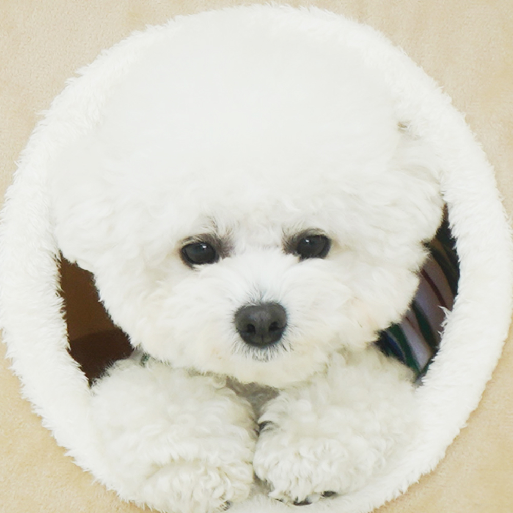 개과천선 시에리 강아지 삼각 하우스 극세사 동굴집 고양이 애견 쿠션 하우스 예쁜 하우스 - 상세 이미지 2