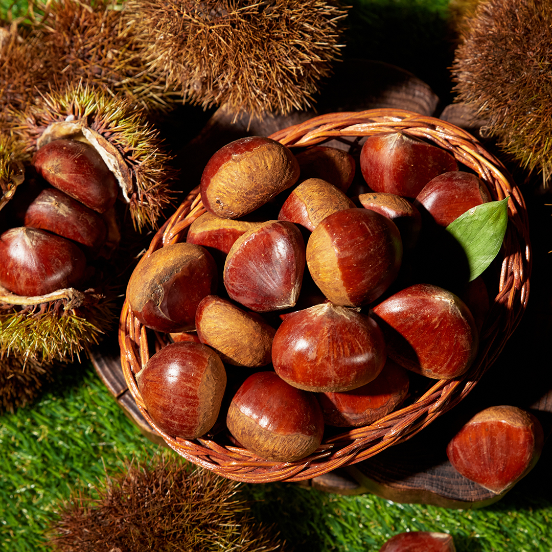 25년 햇밤 공주밤 공주 부여 밤 알밤 2kg 상세 이미지 3