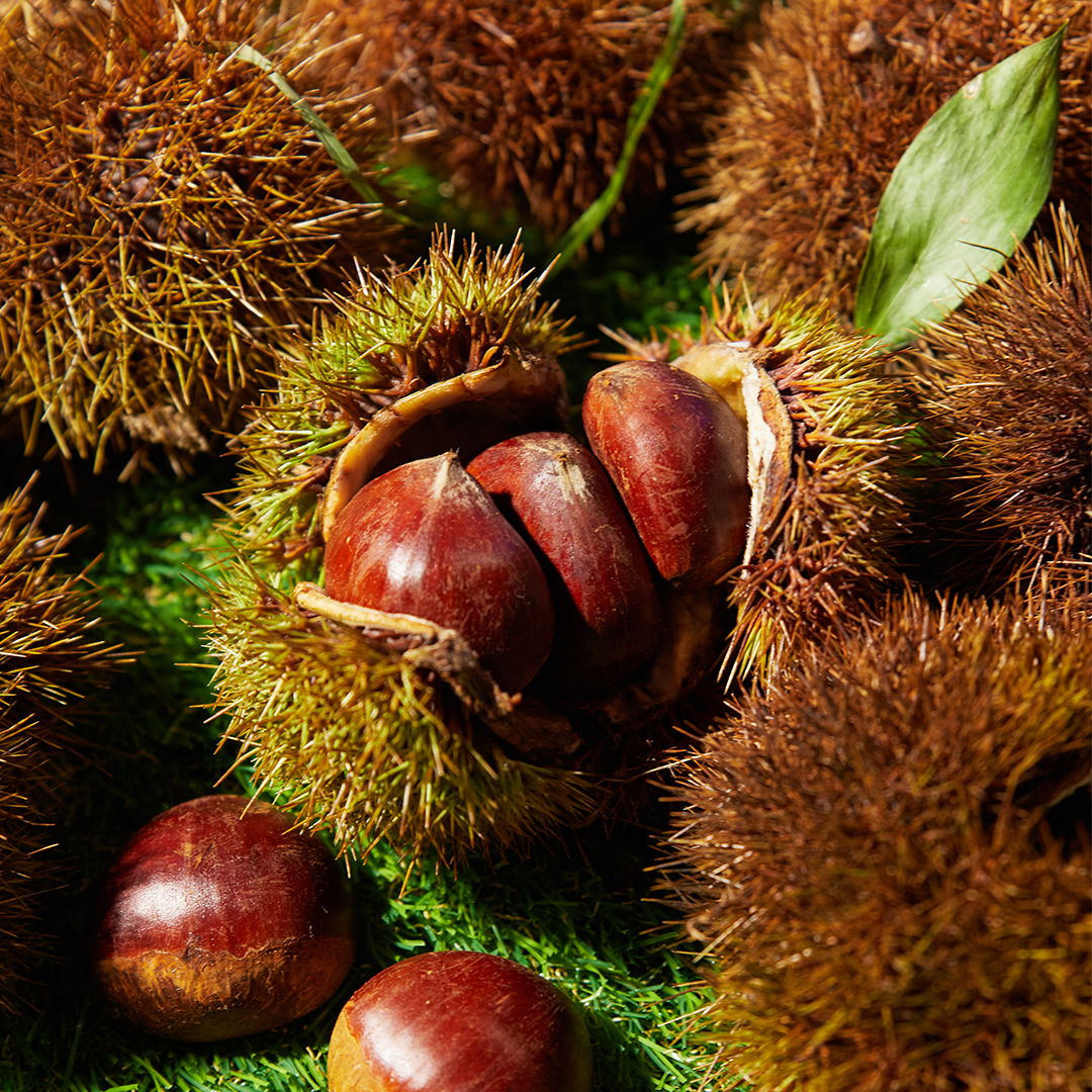 25년 햇밤 공주밤 공주 부여 밤 알밤 2kg 상세 이미지 2