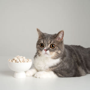 펫펍 고양이 북어 트릿 동결건조 간식 솔직 후기 | 실제 사용자 리뷰 총정리 - 상품 이미지 3