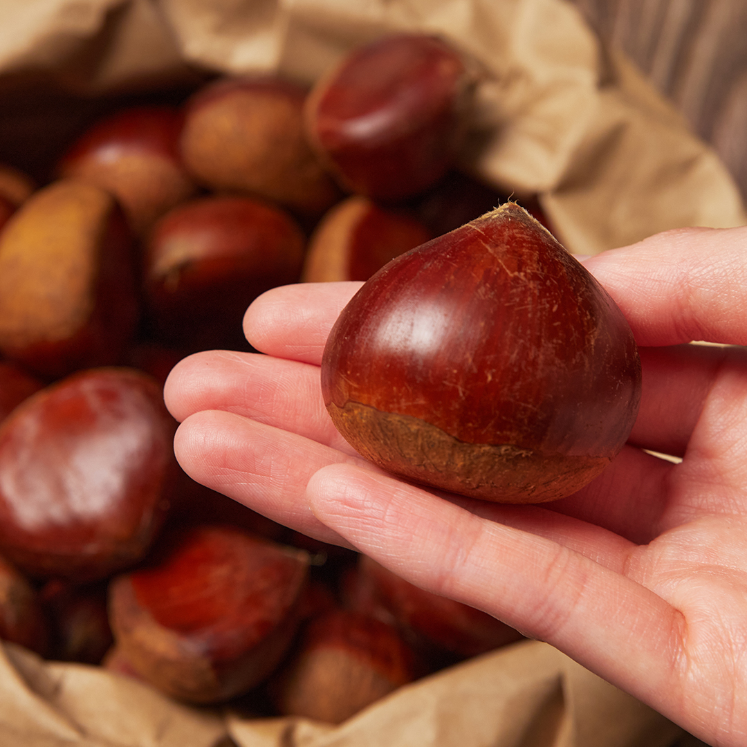 25년 햇밤 공주밤 공주 부여 밤 알밤 2kg 상세 이미지 5