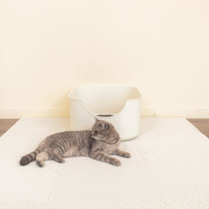 정글몬스터 고양이 쏙쏙 모래 매트 퍼즐 화장실 사막화방지 대형 솔직 후기 | 실제 사용자 리뷰 총정리 - 상품 이미지 2