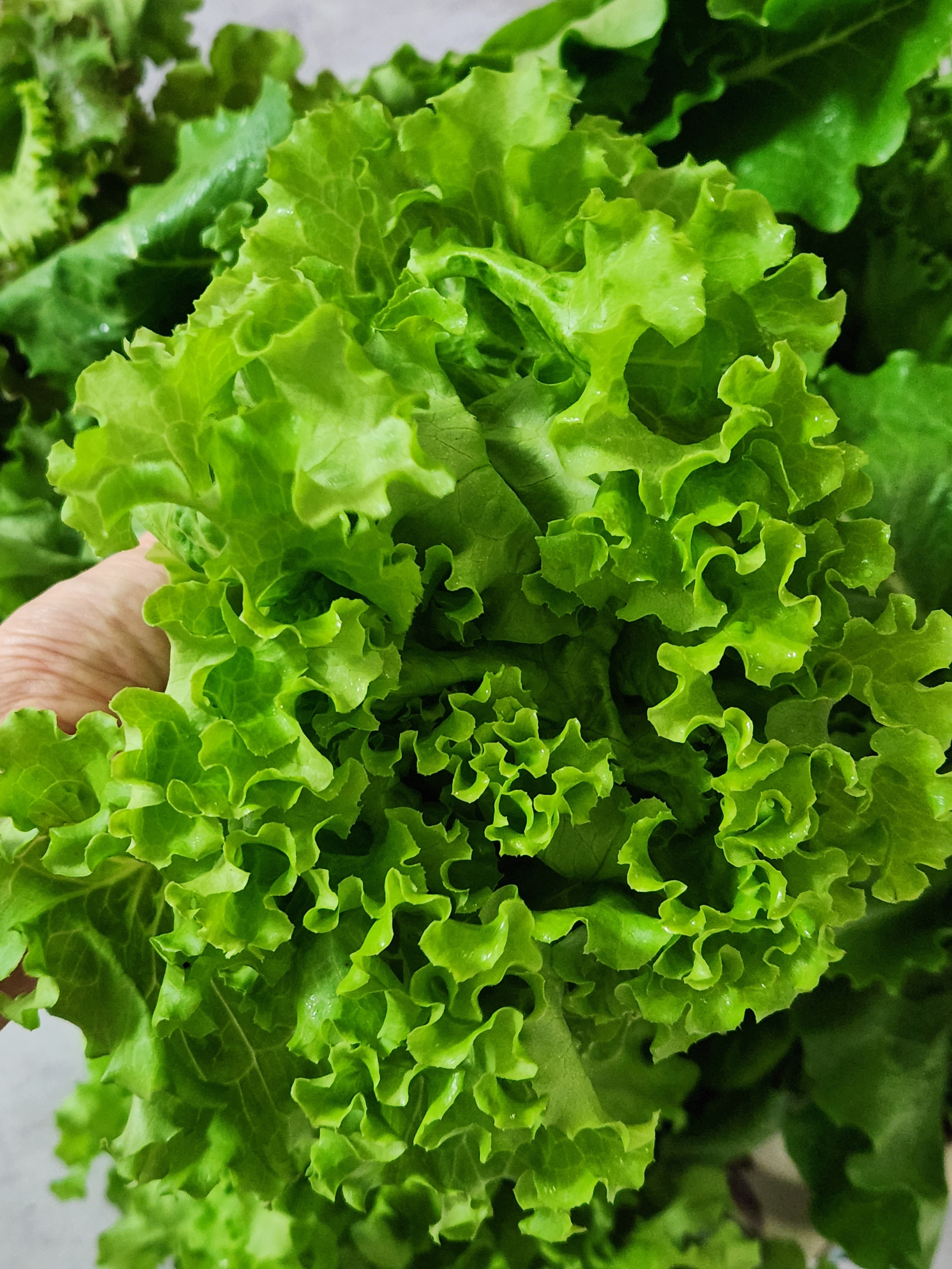 무농약 유럽 유러피안 샐러드 야채 쌈 채소 상추 1kg, 1개 - 상세 이미지 3