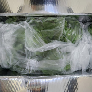무농약 유럽 유러피안 샐러드 야채 쌈 채소 상추 1kg, 1개 맛있게 먹은 솔직 후기 - 상품 이미지 4