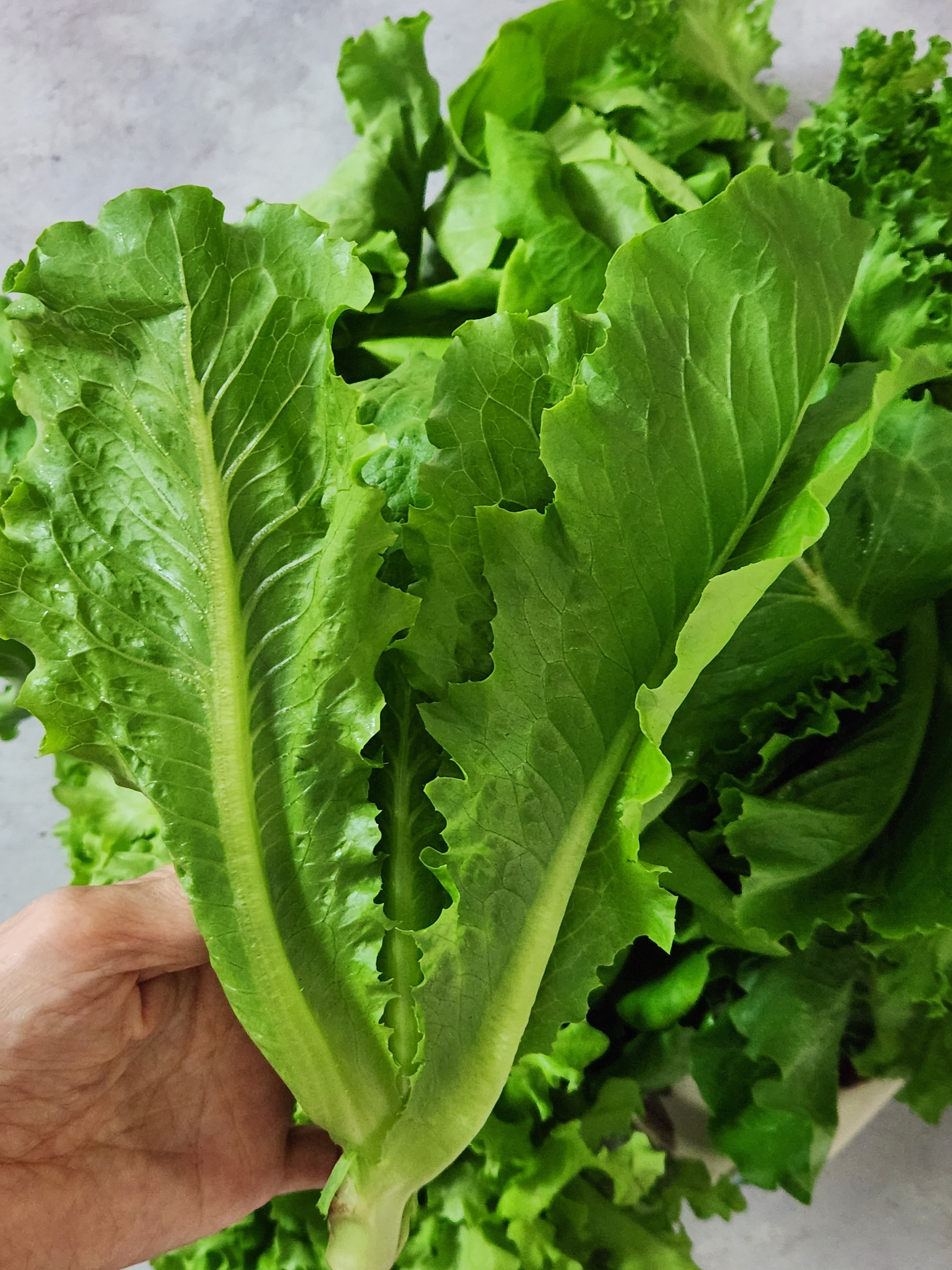 무농약 유럽 유러피안 샐러드 야채 쌈 채소 상추 1kg, 1개 - 상세 이미지 5