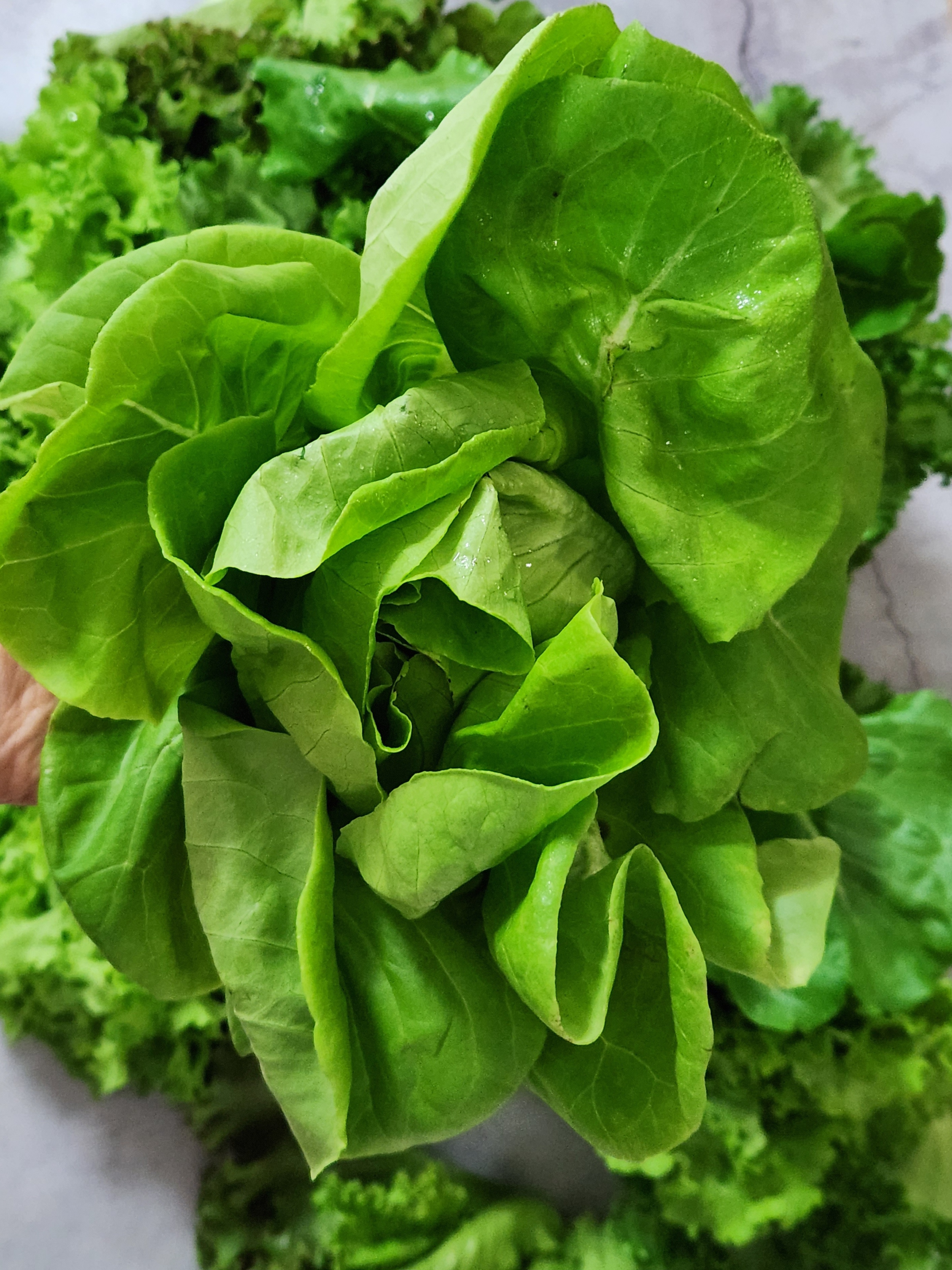 무농약 유럽 유러피안 샐러드 야채 쌈 채소 상추 1kg, 1개 - 상세 이미지 2
