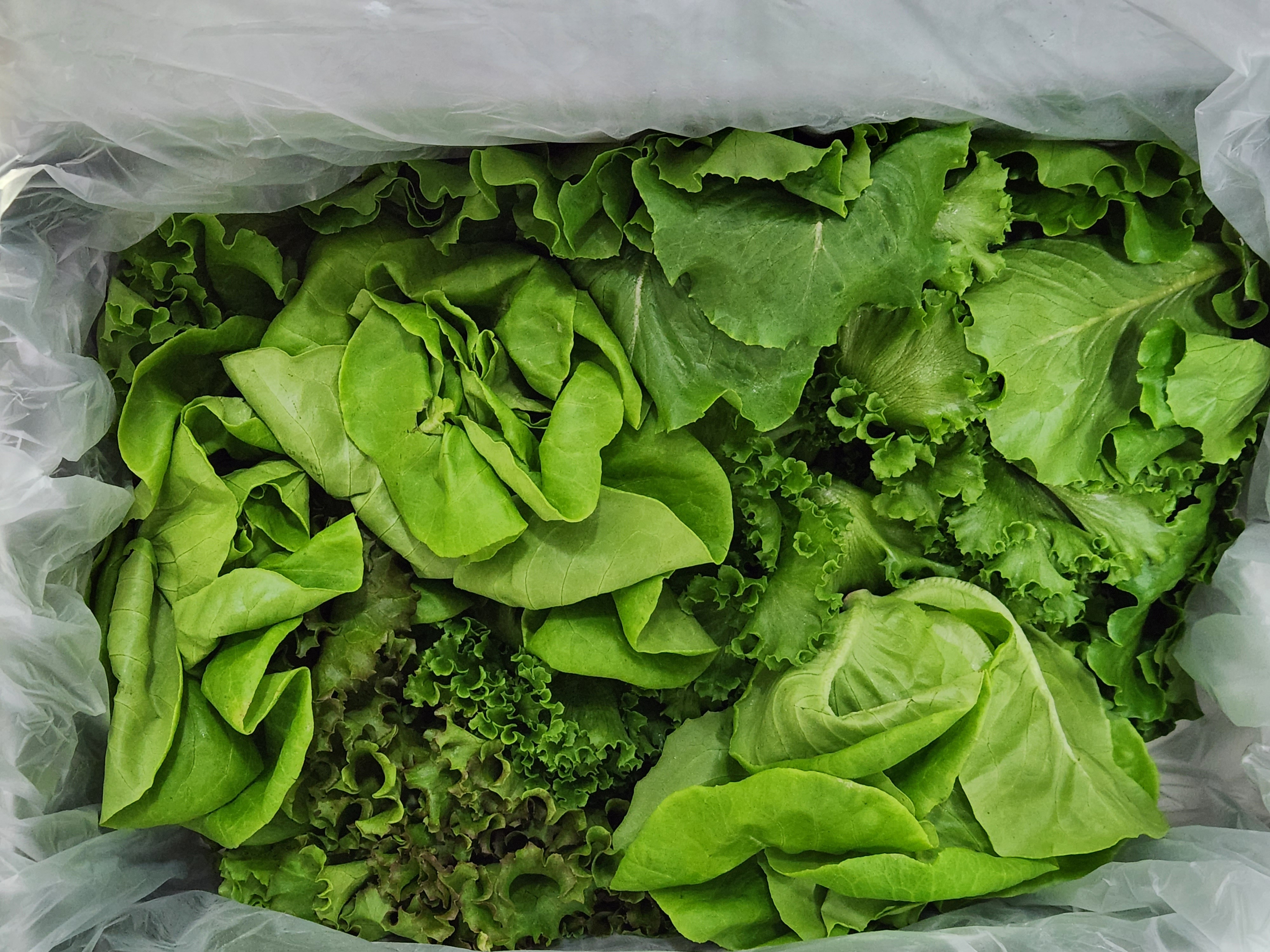 무농약 유럽 유러피안 샐러드 야채 쌈 채소 상추 1kg, 1개 이미지 3