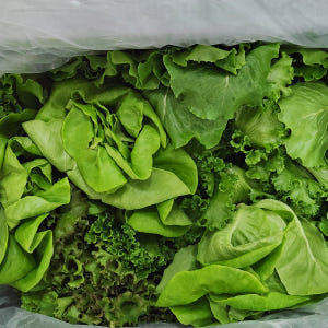 무농약 유럽 유러피안 샐러드 야채 쌈 채소 상추 1kg, 1개 맛있게 먹은 솔직 후기 - 상품 이미지 3