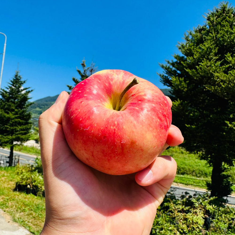 고당도 경북 홍로사과 홍옥 부사 감홍사과 꿀 시나노골드 햇사과 못난이 문경 안동 상품 이미지
