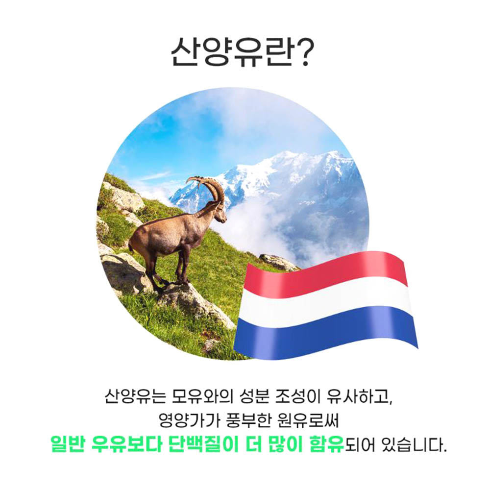 대용량 산양유 단백질 500g 네덜란드산 수험생 시니어 현대인 분말가루 이미지 2